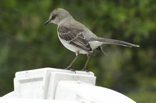 Common Texas Mockingbird