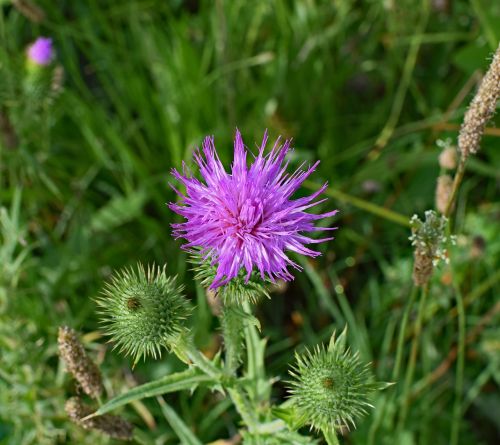common thistle top down wildflower