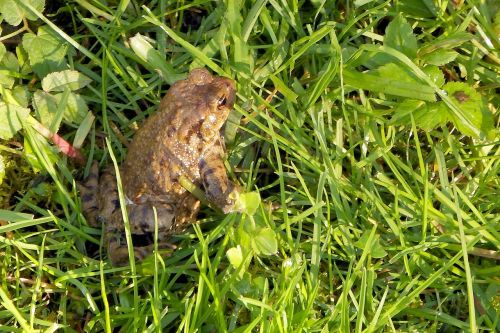 common toad toad amphibian