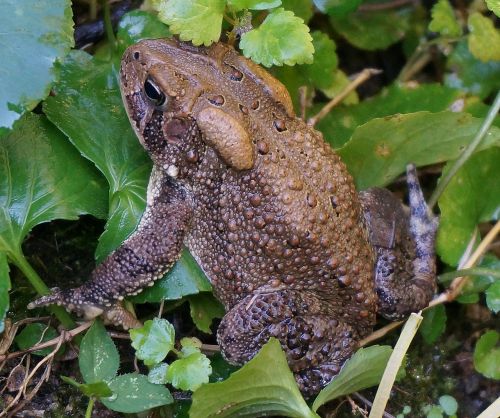 common toad toad amphibian