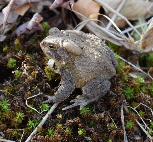 common toad toad amphibian
