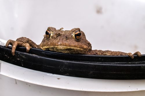common toad toad amphibians