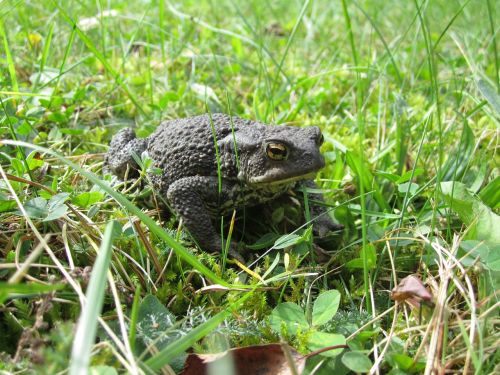 common toad toad animal
