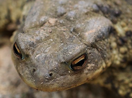 common toad nature animal world