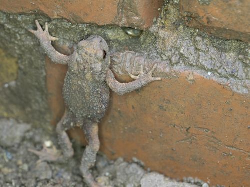 common toad nature animal world