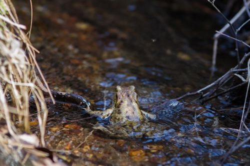 common toad amphibian animal