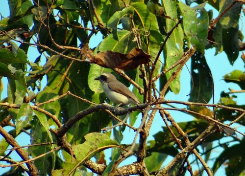 common wood shrike tephrodornis pondicerianus forest