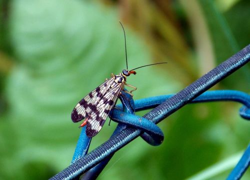 communis female scorpionfly insect