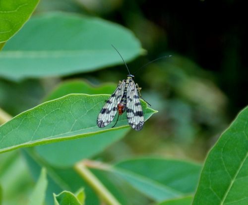 communis male scorpionfly insect