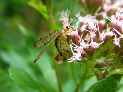 communis insect animal