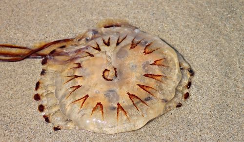 compass jellyfish jellyfish meduse