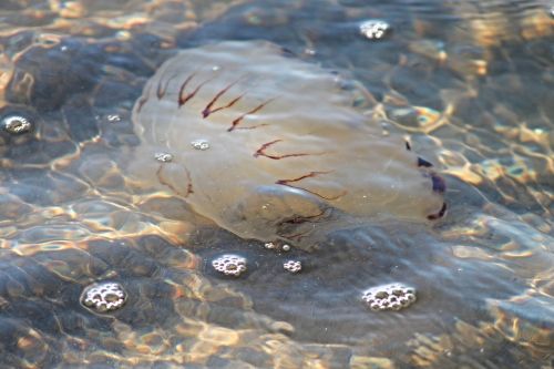 compass jellyfish jellyfish north sea