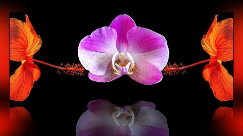 composing flower orchid