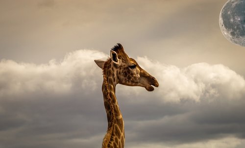 composing  giraffe  sky
