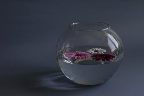 composition flowers a glass vessel