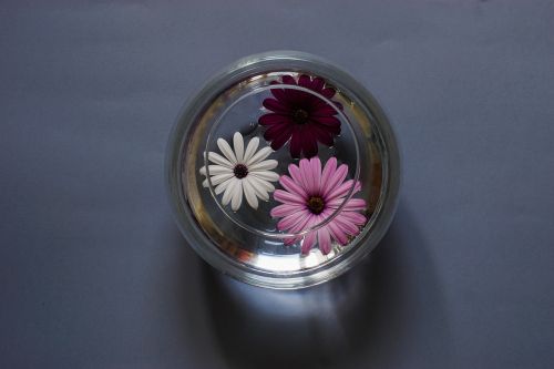 composition flowers a glass vessel