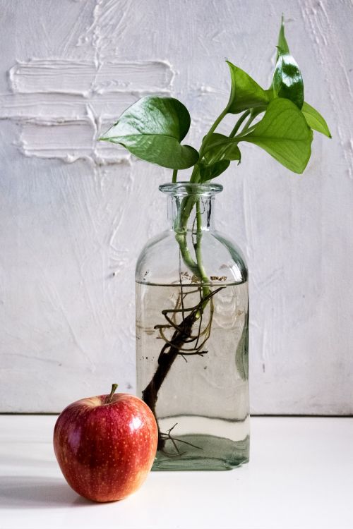 composition apple bottle