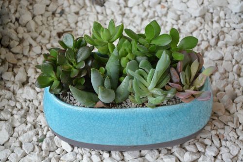 composition succulent plant cactus gift offer