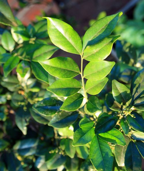 Compound Leaf Of Exotica