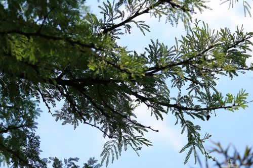 Compound Leaves On Tree