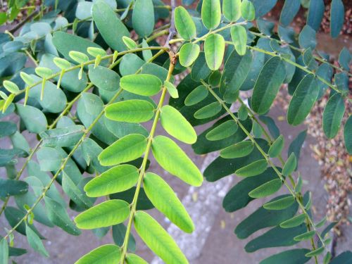 Compound Tipuana Leaves