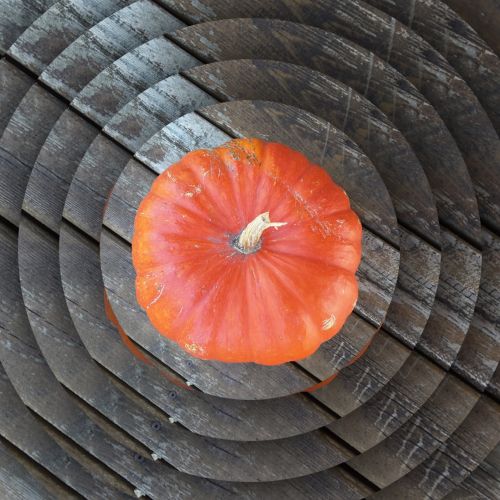 Concentric Pumpkin