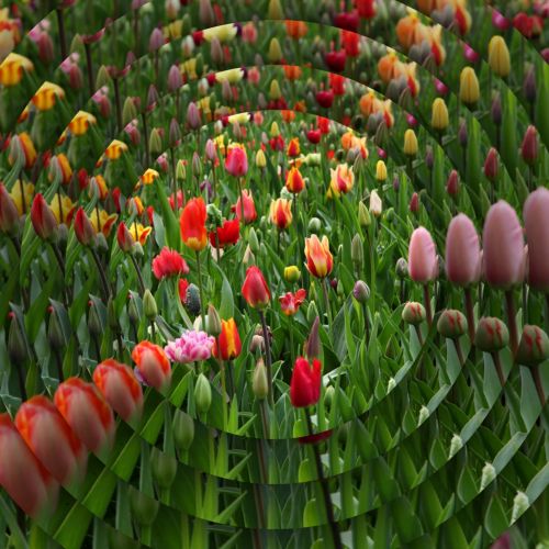 Concentric Tulips