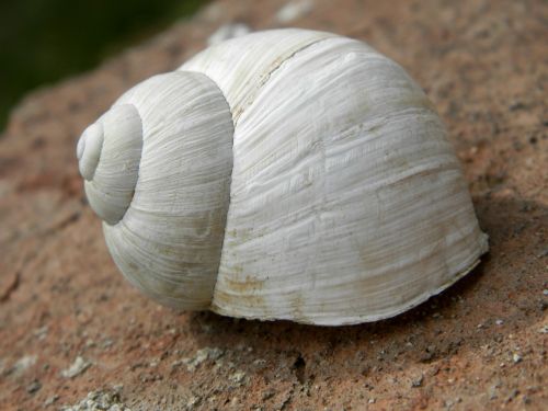 conch white snail