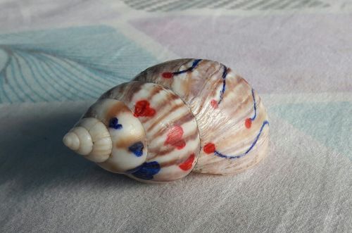 conch decorated shell