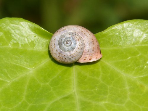 conch  leaf  snail