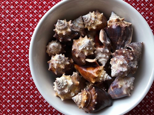 conch  shells  seashells