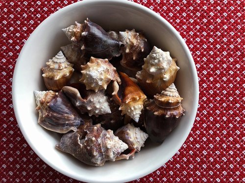 conch  shells  seashells