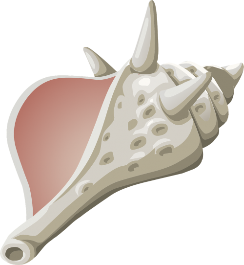 conch shell seashell