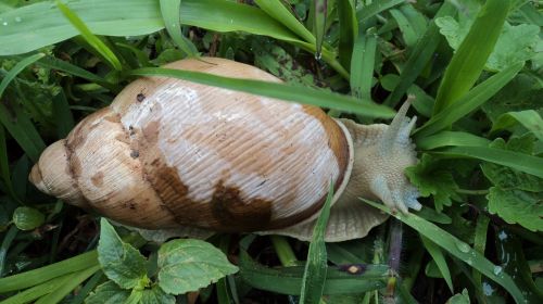 conch snail mollusk