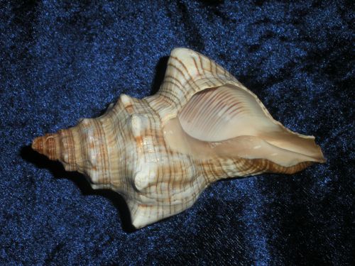 conch seashell decorative