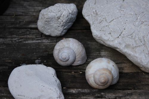 conch stone wood