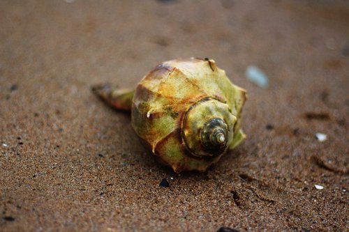 conch shell  shell  sea shell