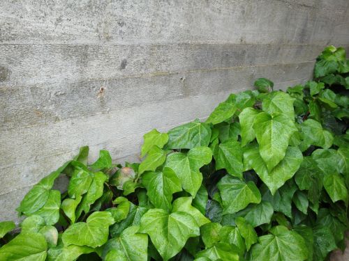 concrete wall ivy