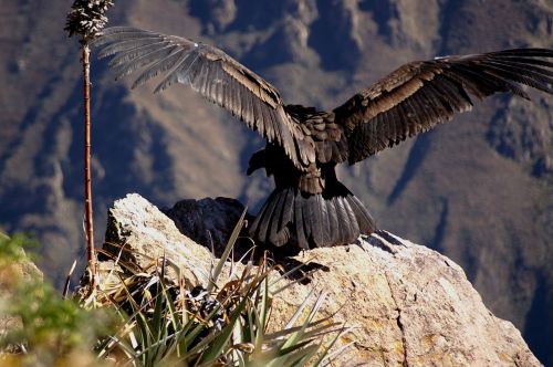 condor andes colcacanon