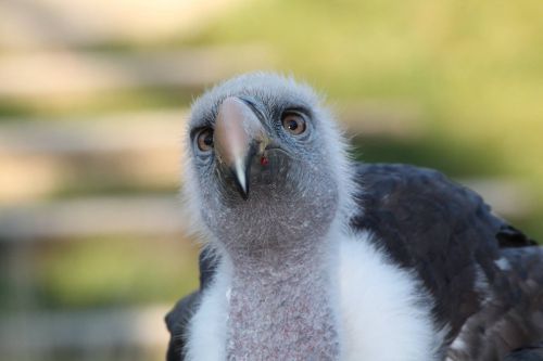 condor bird raptor