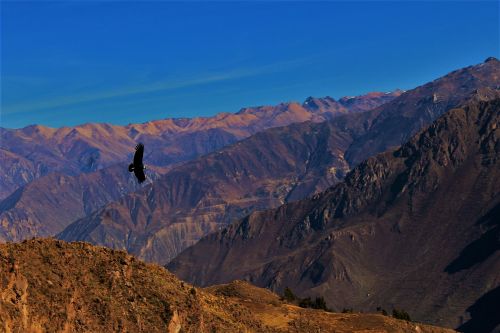 condor colca canyon peru