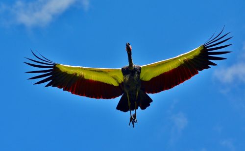 condor bird sky