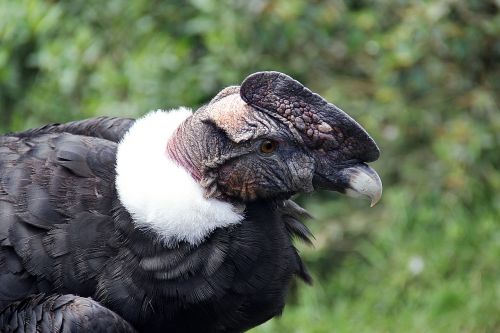 condor ecuador ave