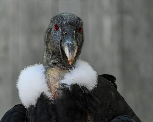 condor raptor bird