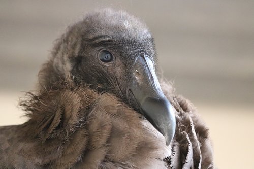 condor  bird  feathers