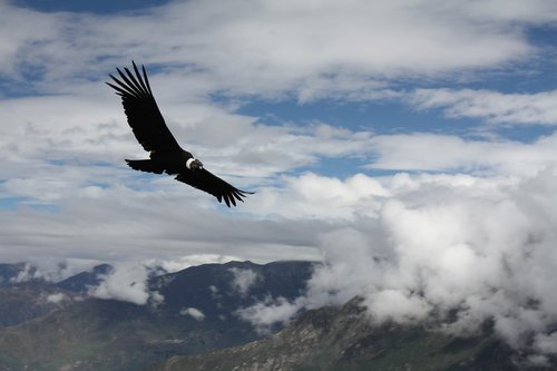 condor  peru  animal