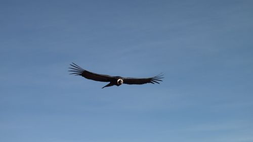 condor flight sky