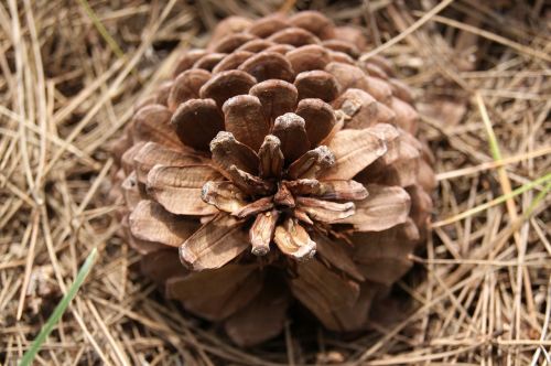 cone macro nature