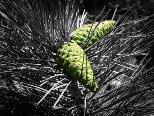 cone forest pine