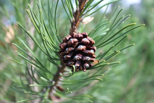 cone green pine